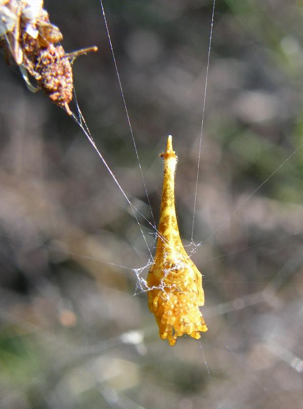 Arachnura_higginsi_D5980_Z_84_Home Wendy Eiby_Australie.jpg